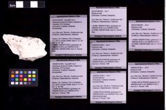Foto (Objekt + Etiketten) von Gastrosacus limacurvus (Robins, Feldmann & Schweitzer, 2013) (NHMW-GEO-1990-0041-0180a)